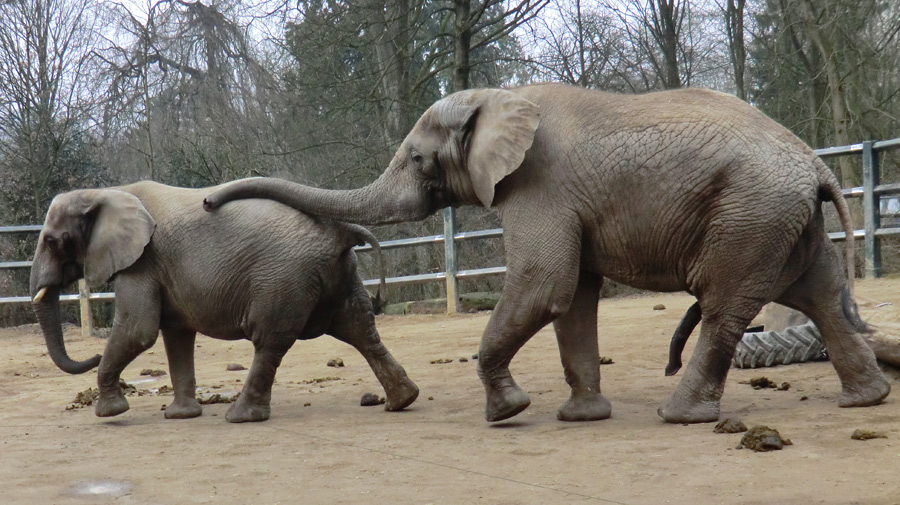 Afrikanische Elefanten im Zoologischen Garten Wuppertal im März 2012