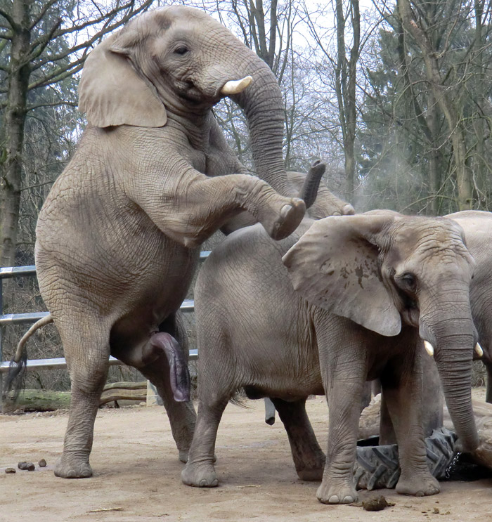 Afrikanische Elefanten im Wuppertaler Zoo im März 2012