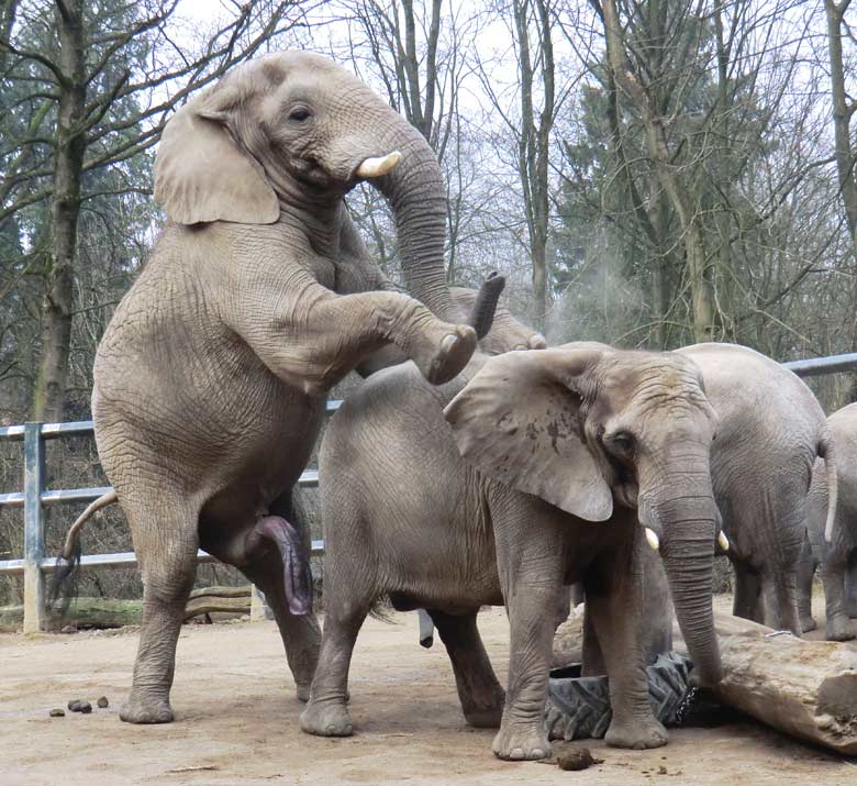 Archivbild: Paarung von Afrikanische Elefanten (Loxodonta africana) im Wuppertaler Zoo im März 2012