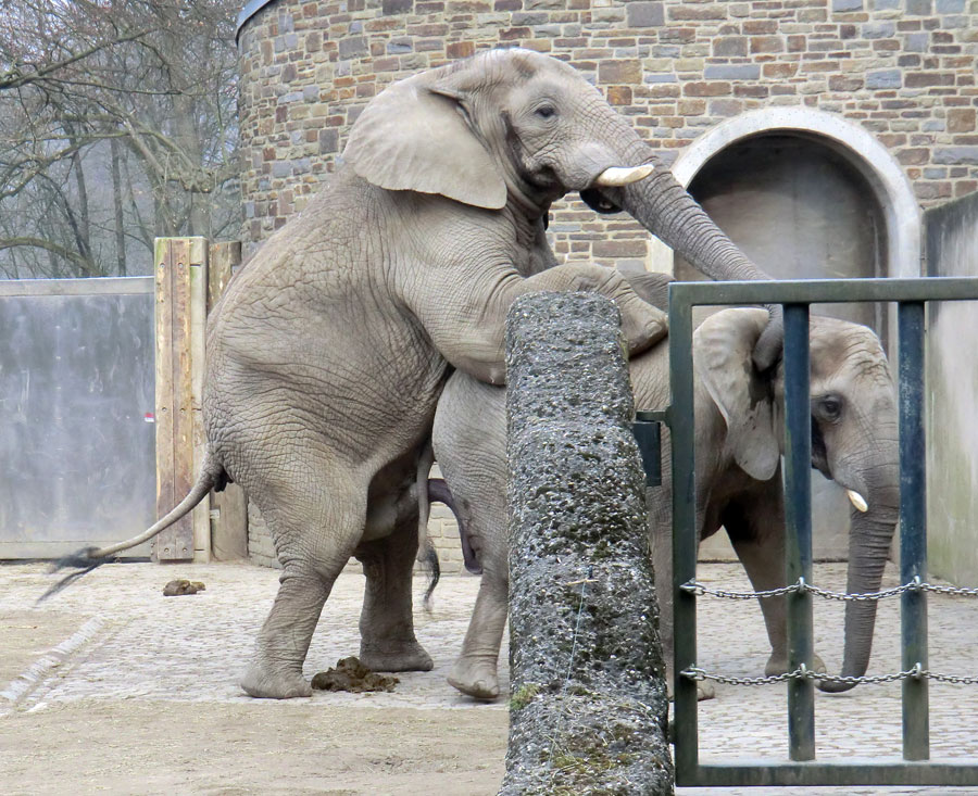 Paarungsversuch der Afrikanischen Elefanten im Zoo Wuppertal im März 2012