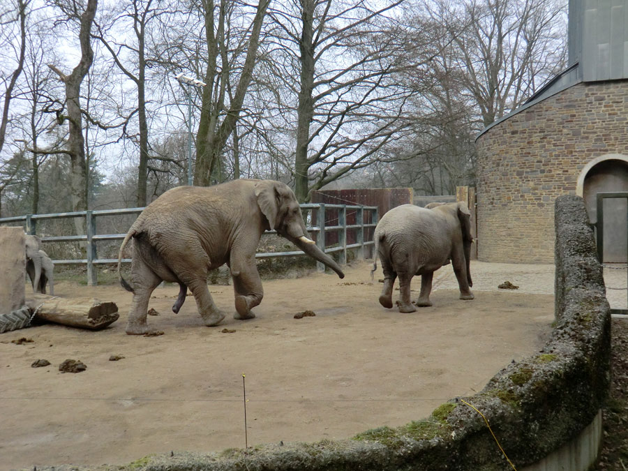 Afrikanische Elefanten im Wuppertaler Zoo im März 2012