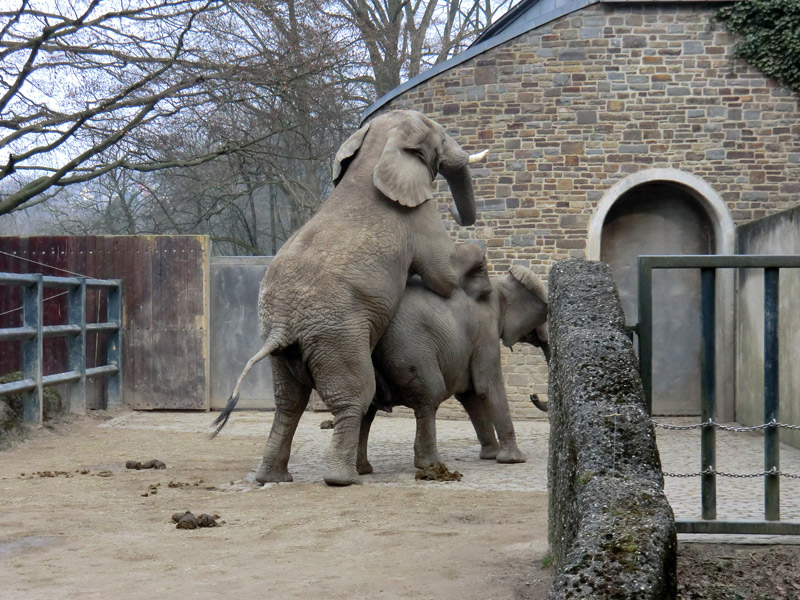 Paarung der Afrikanischen Elefanten im Zoo Wuppertal im März 2012