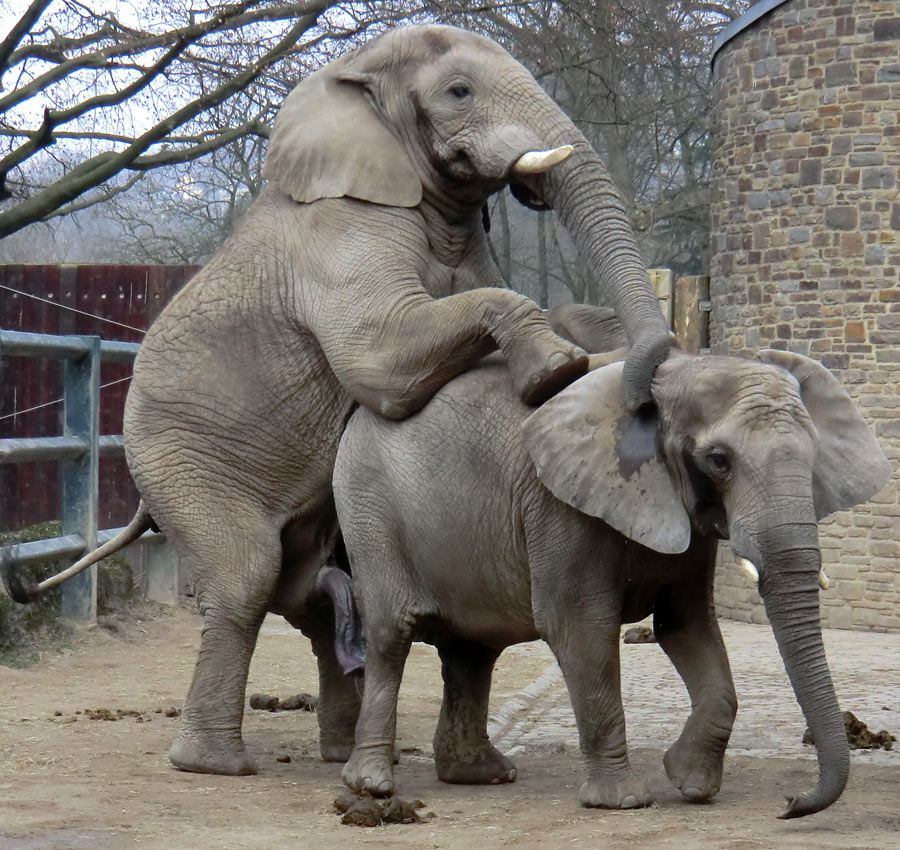 Afrikanische Elefanten im Zoologischen Garten Wuppertal im März 2012