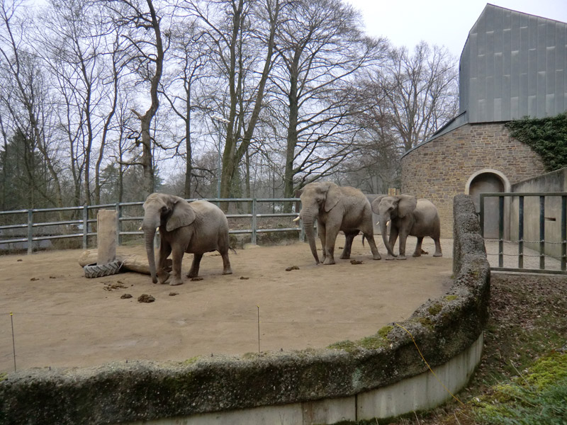 Afrikanische Elefanten im Zoo Wuppertal im März 2012