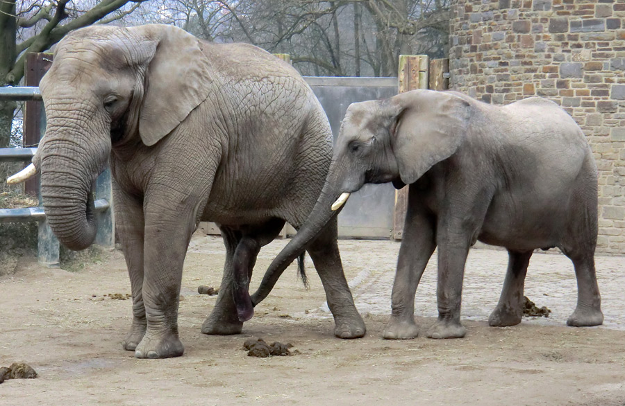 Afrikanische Elefanten im Zoologischen Garten Wuppertal im März 2012