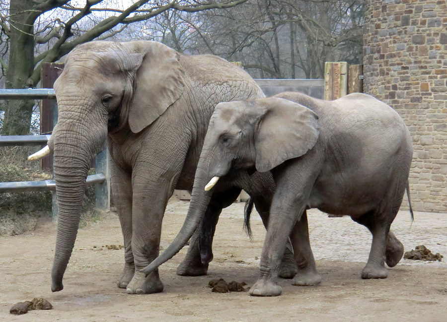 Afrikanische Elefanten im Wuppertaler Zoo im März 2012