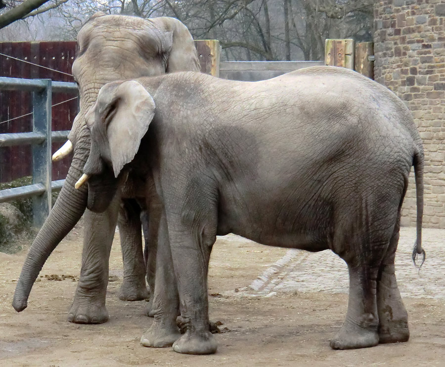 Afrikanische Elefanten im Zoo Wuppertal im März 2012