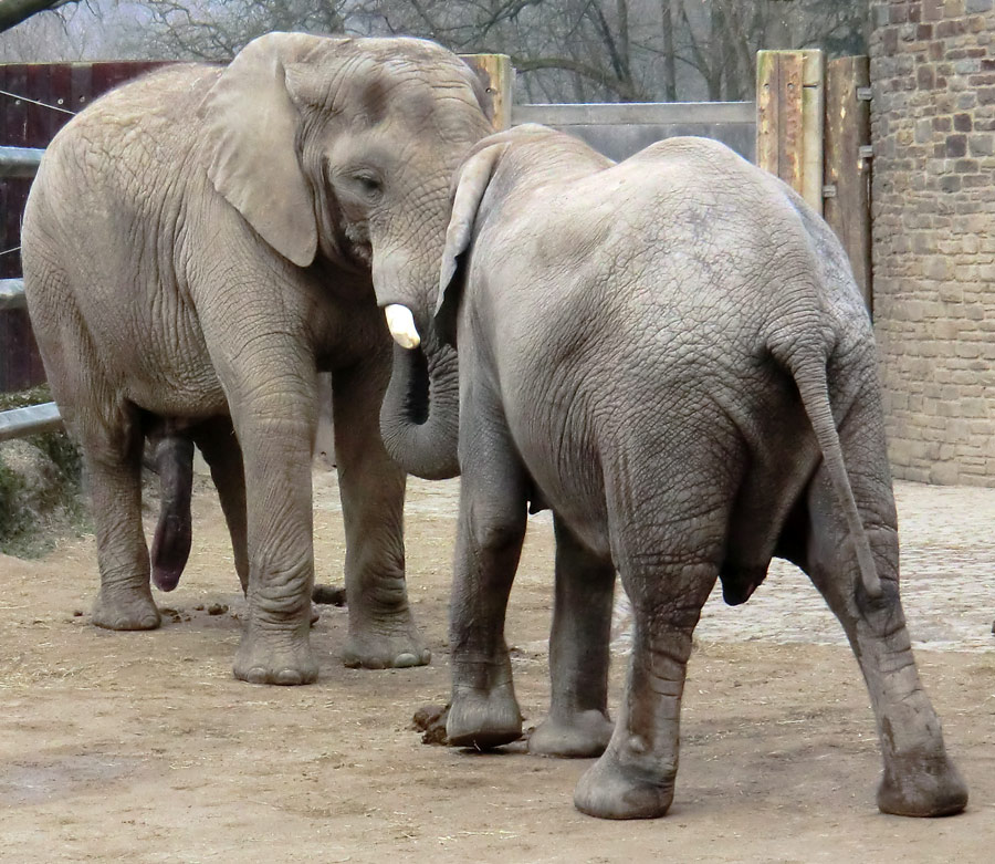 Afrikanische Elefanten im Zoologischen Garten Wuppertal im März 2012