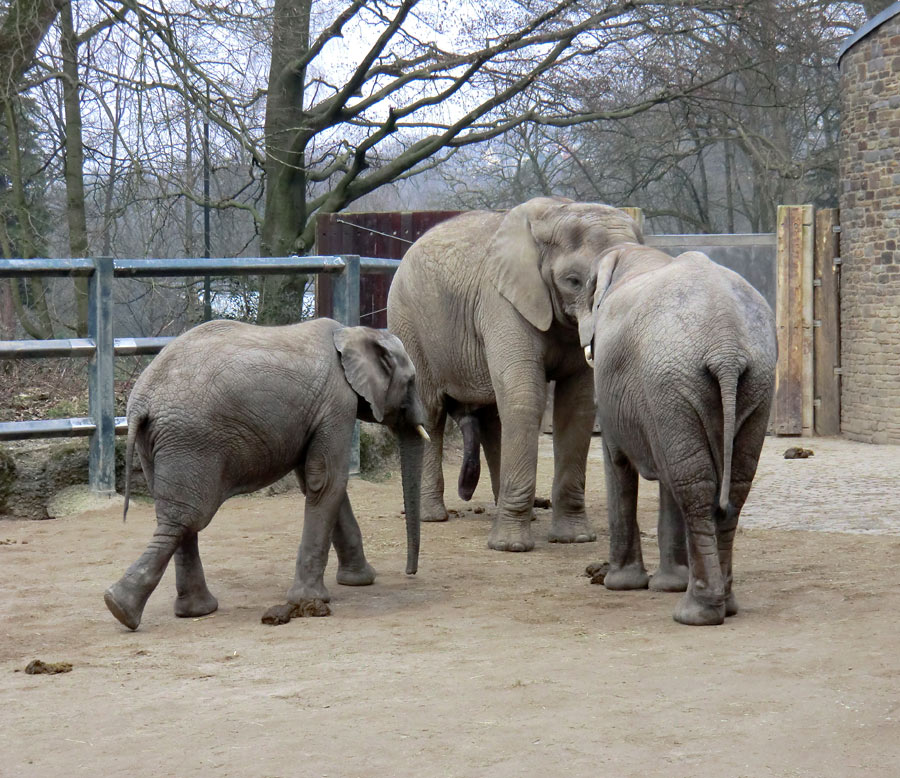 Afrikanische Elefanten im Wuppertaler Zoo im März 2012