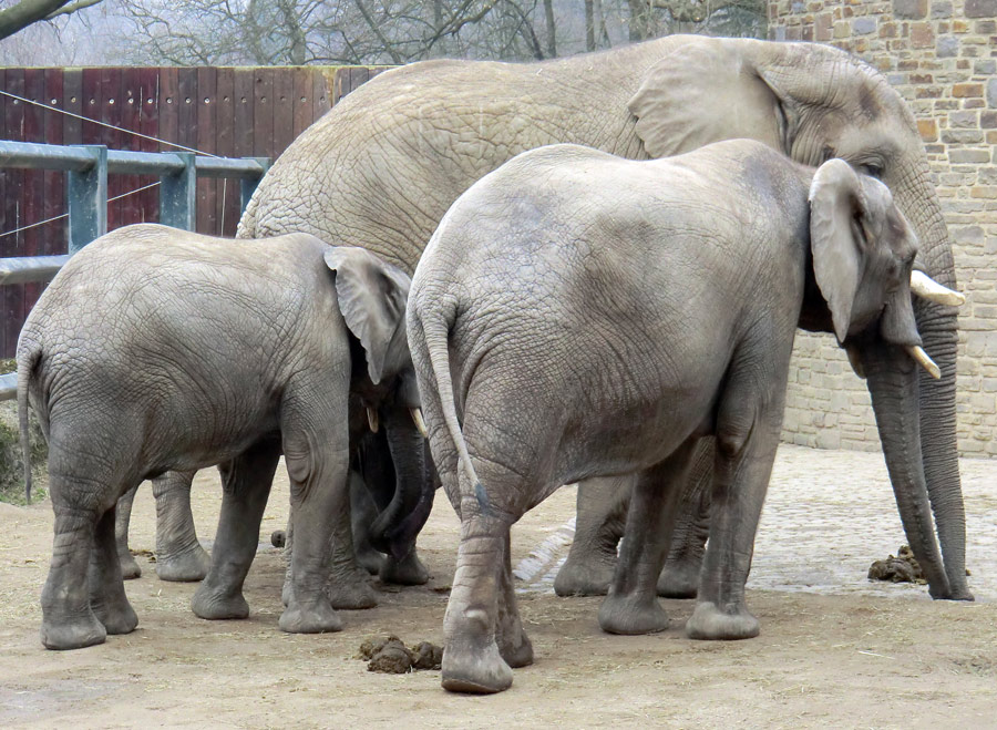 Afrikanische Elefanten im Zoologischen Garten Wuppertal im März 2012