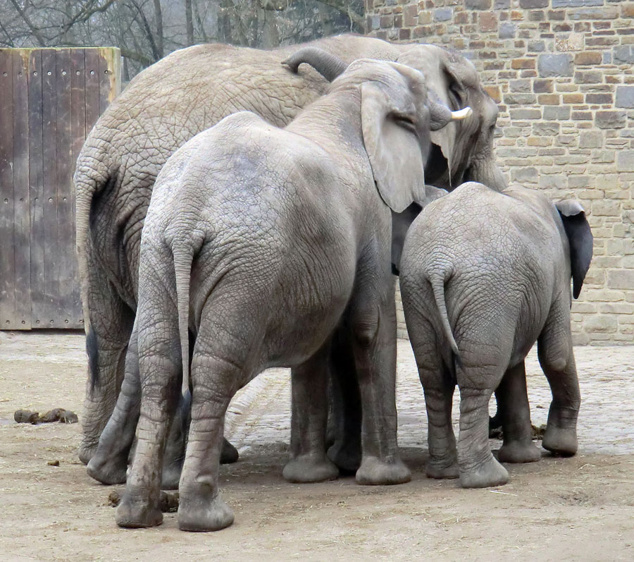 Afrikanische Elefanten im Wuppertaler Zoo im März 2012