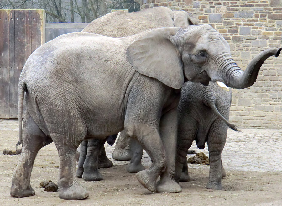 Afrikanische Elefanten im Zoo Wuppertal im März 2012