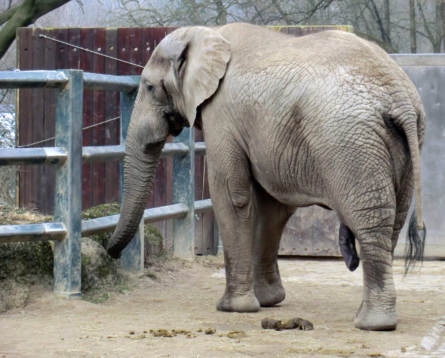 Afrikanischer Elefantenbulle TUSKER im Zoologischen Garten Wuppertal im März 2012