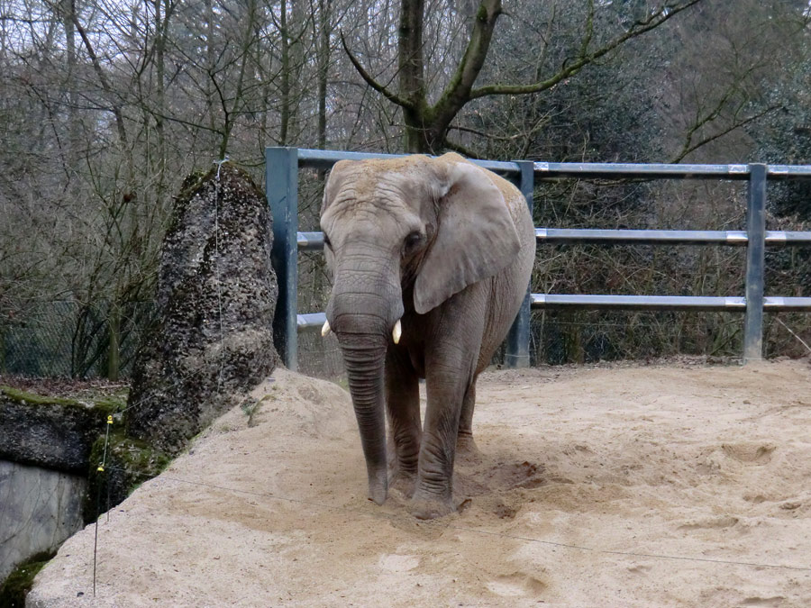 Sandbad der Afrikanischen Elefantenkuh im Wuppertaler Zoo im März 2012