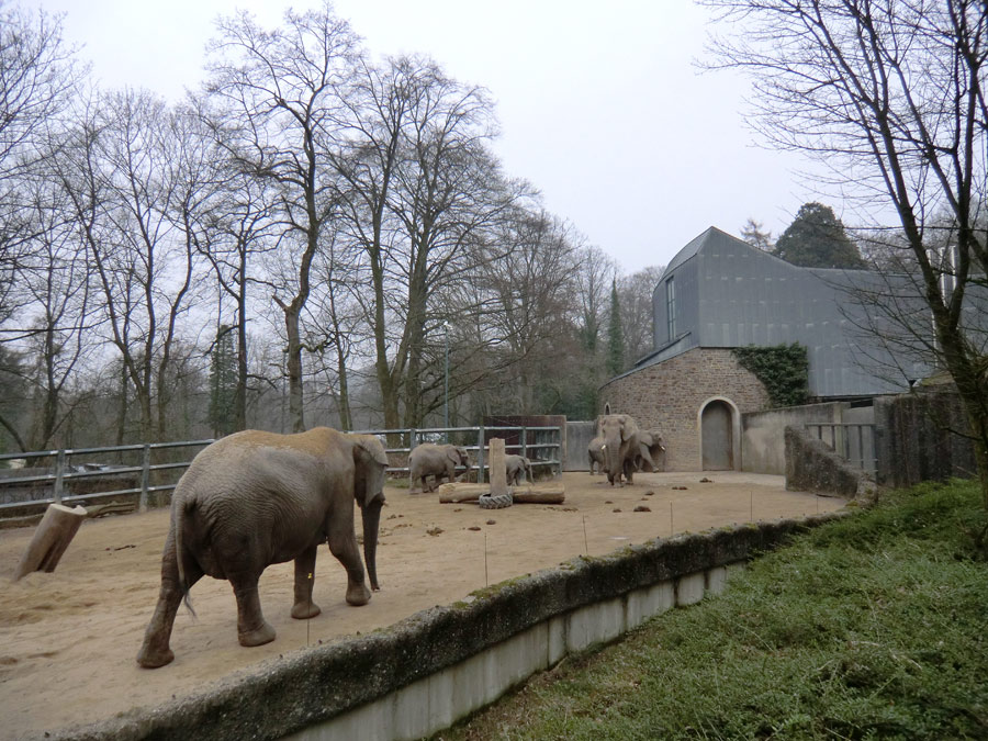 Afrikanische Elefanten im Zoologischen Garten Wuppertal im März 2012