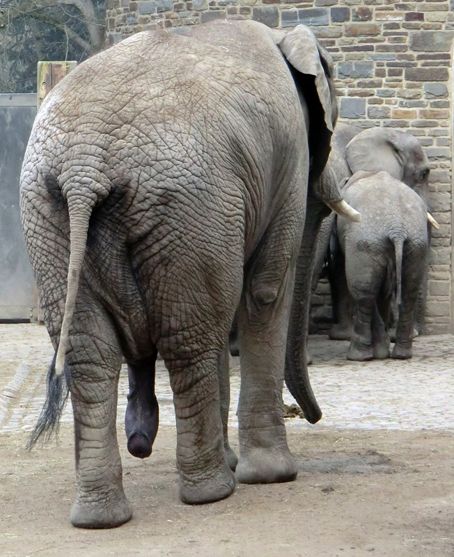 Afrikanische Elefanten im Zoo Wuppertal im März 2012