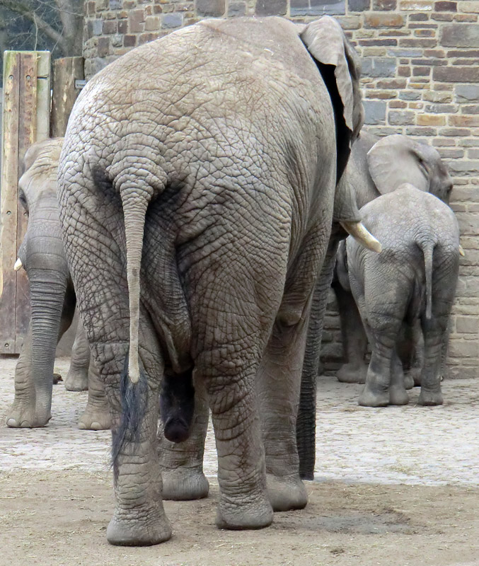 Afrikanische Elefanten im Zoologischen Garten Wuppertal im März 2012