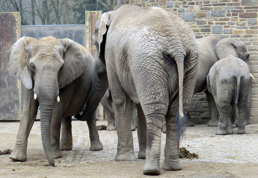 Afrikanische Elefanten im Zoo Wuppertal im März 2012