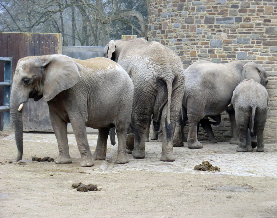 Afrikanische Elefanten im Zoologischen Garten Wuppertal im März 2012