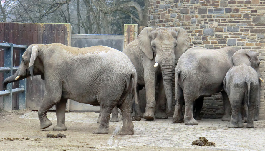 Afrikanische Elefanten im Zoo Wuppertal im März 2012