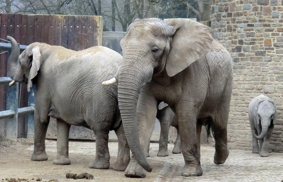 Afrikanische Elefanten im Zoologischen Garten Wuppertal im März 2012