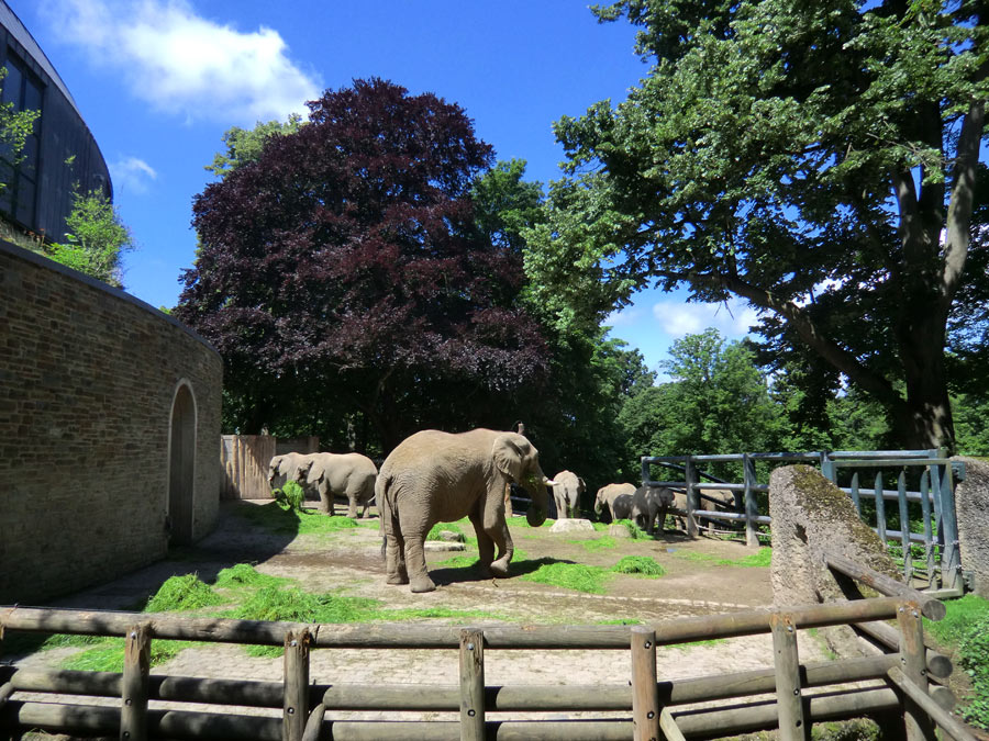 Afrikanische Elefanten im Zoo Wuppertal im Juni 2012