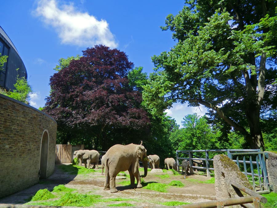 Afrikanische Elefanten im Zoologischen Garten Wuppertal im Juni 2012