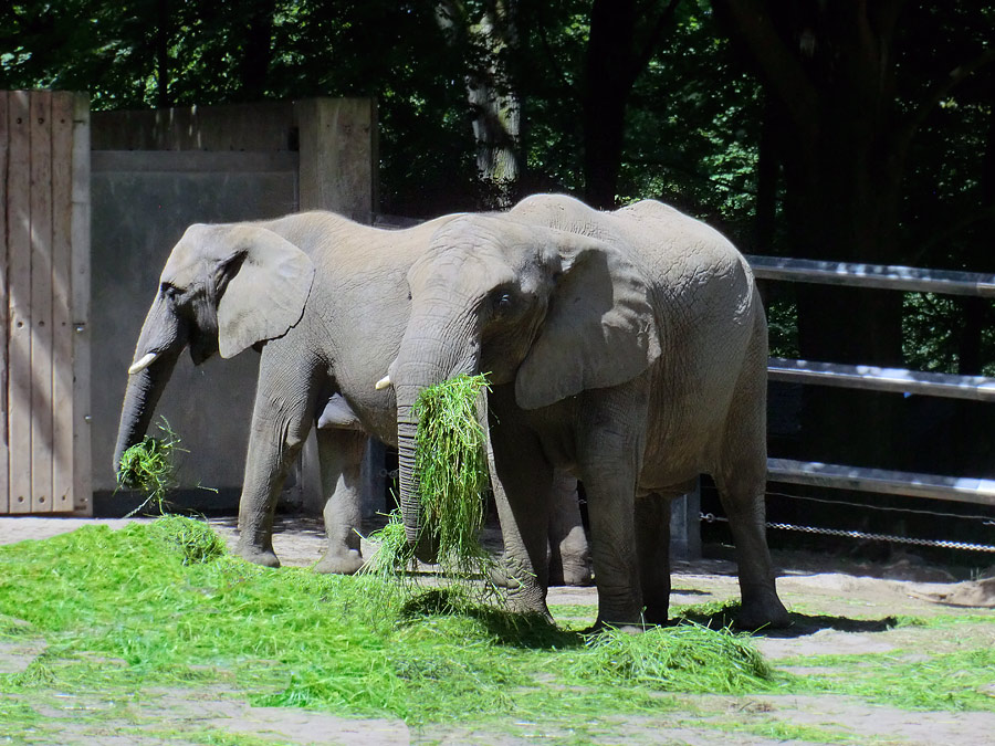 Afrikanische Elefanten im Wuppertaler Zoo im Juni 2012