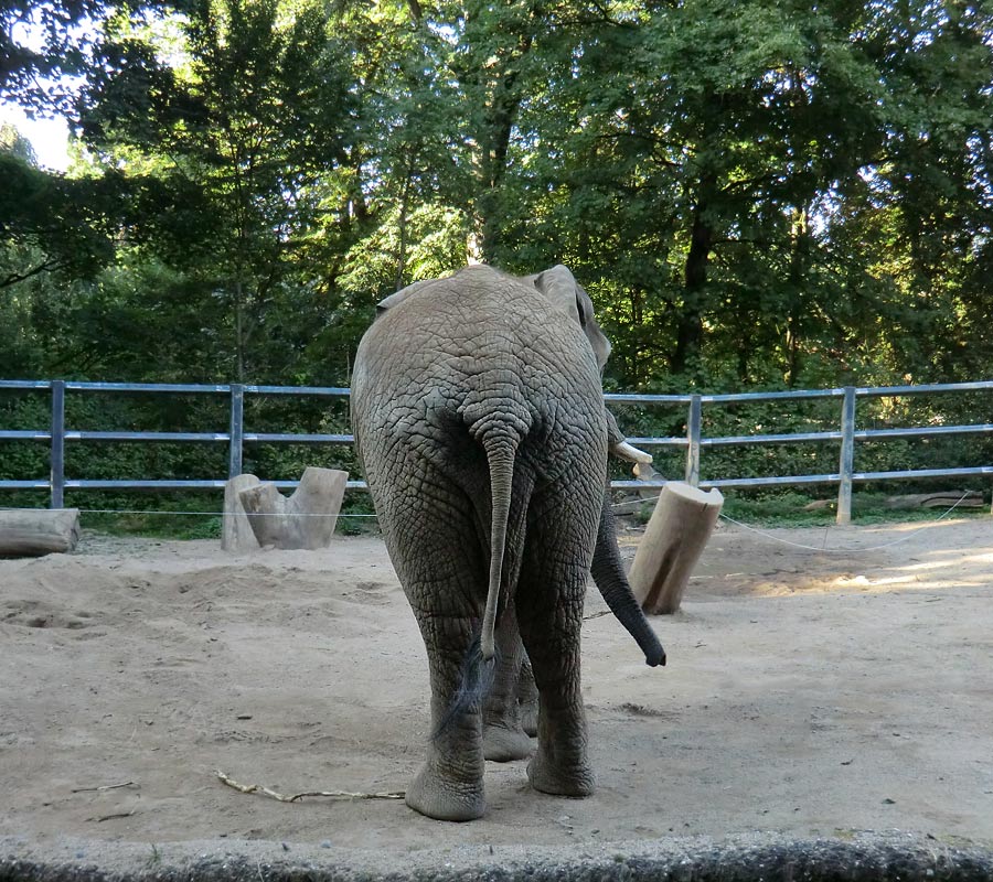 Afrikanischer Elefantenbulle Tusker am 8. September 2012 im Zoologischen Garten Wuppertal