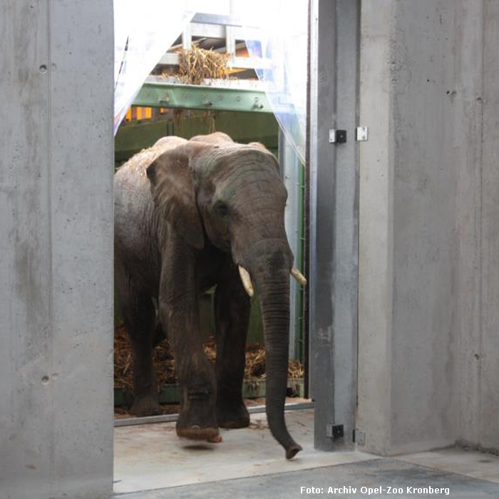 Afrikanischer Elefant im Opel-Zoo Kronberg am 17. April 2013 (Foto: Archiv Opel-Zoo Kronberg)