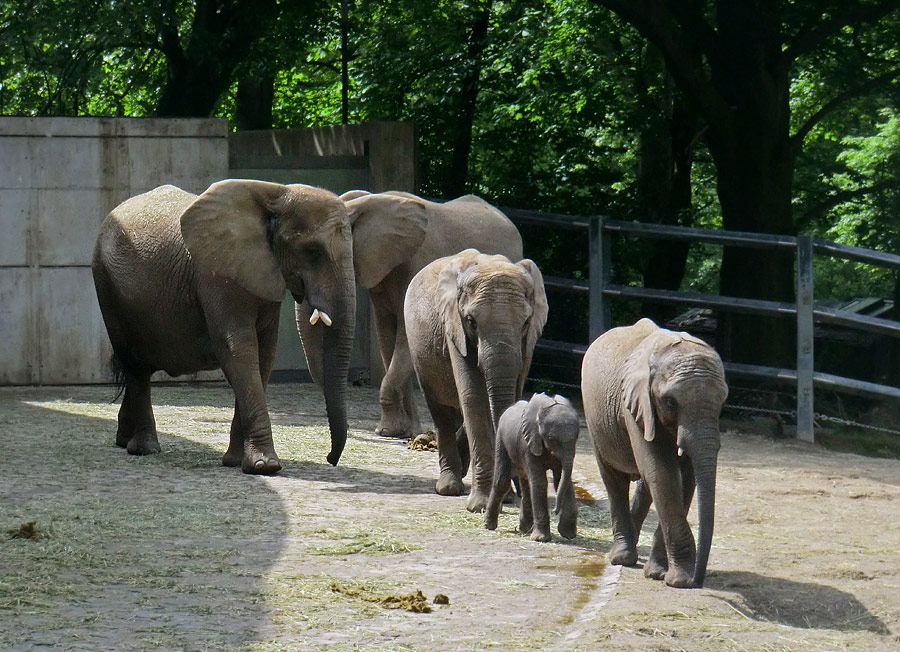 Afrikanischer Elefantennachwuchs MOYO im Zoo Wuppertal am 18. Mai 2013