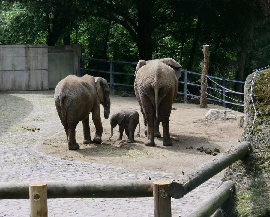 Afrikanischer Elefantennachwuchs MOYO im Zoologischen Garten Wuppertal am 18. Mai 2013