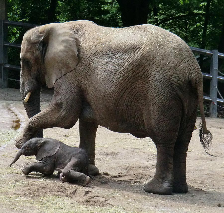 Afrikanischer Elefantennachwuchs MOYO im Zoo Wuppertal am 18. Mai 2013