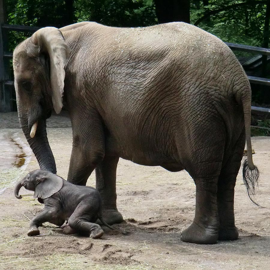 Afrikanischer Elefantennachwuchs MOYO im Zoologischen Garten Wuppertal am 18. Mai 2013