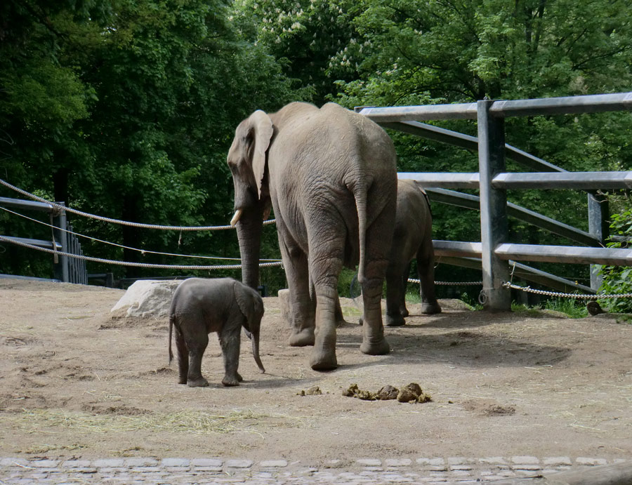 Afrikanischer Elefantennachwuchs MOYO im Wuppertaler Zoo am 18. Mai 2013