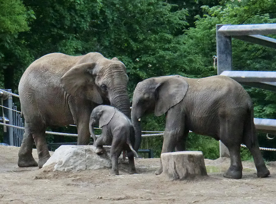 Afrikanischer Elefantennachwuchs MOYO im Zoologischen Garten Wuppertal am 18. Mai 2013