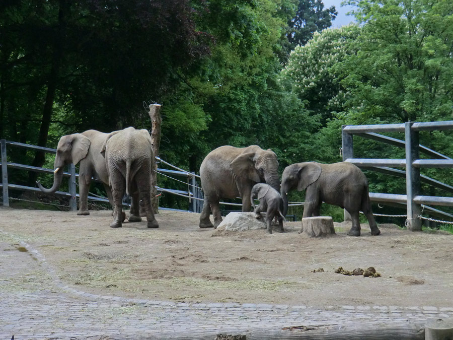 Afrikanischer Elefantennachwuchs MOYO im Zoo Wuppertal am 18. Mai 2013