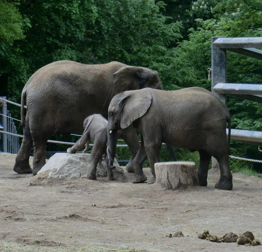 Afrikanischer Elefantennachwuchs MOYO im Wuppertaler Zoo am 18. Mai 2013