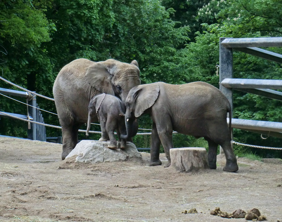 Afrikanischer Elefantennachwuchs MOYO im Zoo Wuppertal am 18. Mai 2013