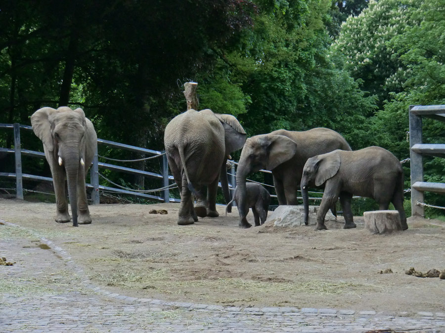 Afrikanischer Elefantennachwuchs MOYO im Zoologischen Garten Wuppertal am 18. Mai 2013