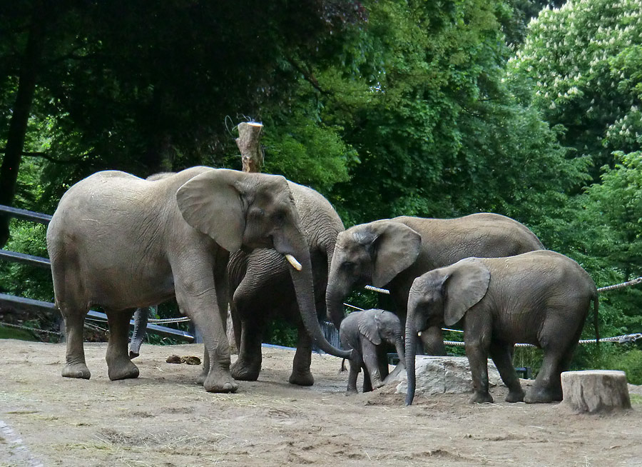 Afrikanischer Elefantennachwuchs MOYO im Wuppertaler Zoo am 18. Mai 2013