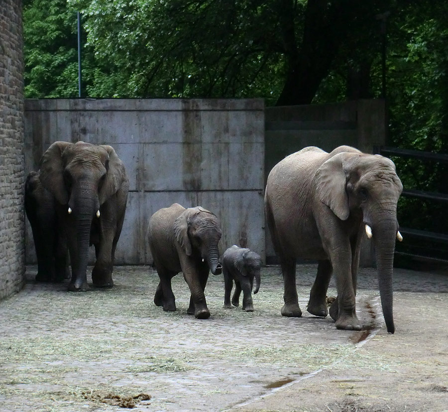 Afrikanischer Elefantennachwuchs MOYO im Zoo Wuppertal am 18. Mai 2013