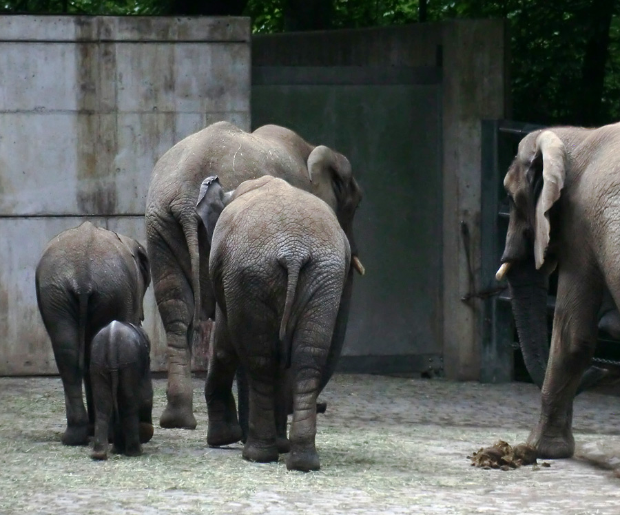 Afrikanischer Elefantennachwuchs MOYO im Wuppertaler Zoo am 18. Mai 2013