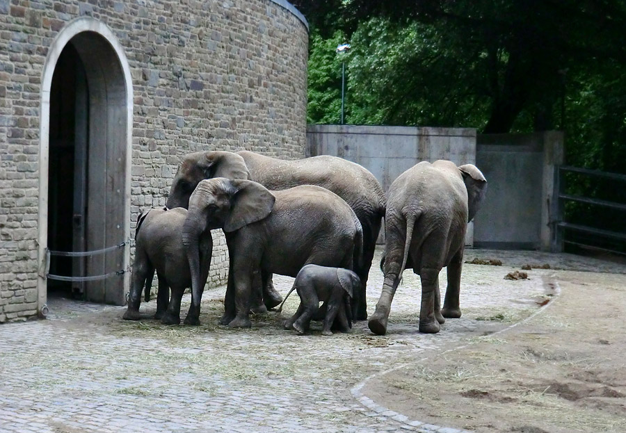 Afrikanischer Elefantennachwuchs MOYO im Zoologischen Garten Wuppertal am 18. Mai 2013