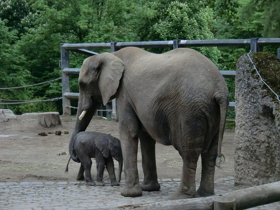 Afrikanischer Elefantennachwuchs MOYO im Wuppertaler Zoo am 18. Mai 2013