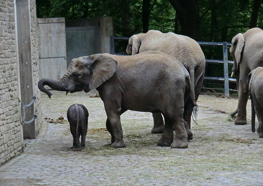 Afrikanischer Elefantennachwuchs MOYO im Zoologischen Garten Wuppertal am 18. Mai 2013