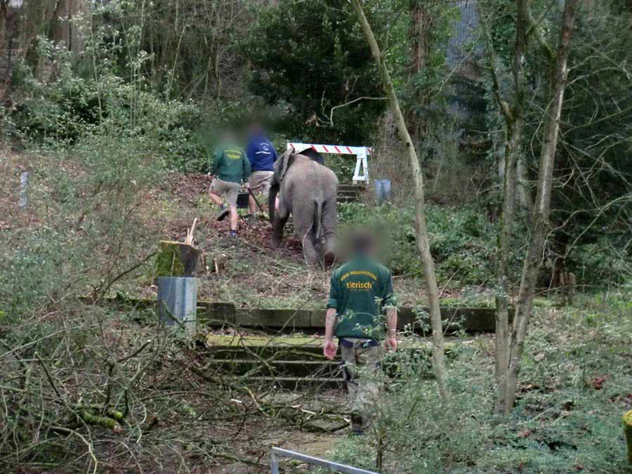 Afrikanischer Elefant auf Entdeckungstour im Zoo Wuppertal im Januar 2014