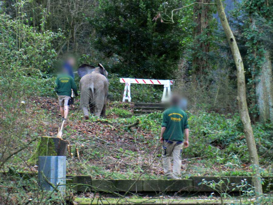 Afrikanischer Elefant auf Entdeckungstour im Zoologischen Garten Wuppertal im Januar 2014