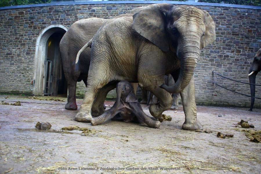 Afrikanisches Elefantenbaby "Jogi" im Zoo Wuppertal im August 2014 (Foto Arne Lawrenz - Zoologischer Garten der Stadt Wuppertal)