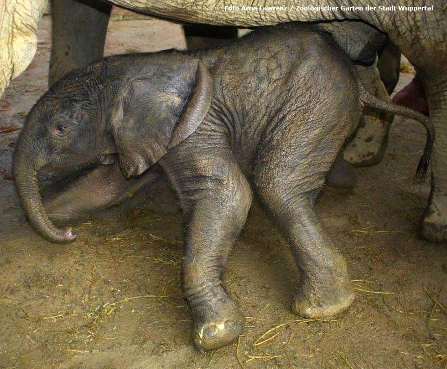 Afrikanisches Elefantenbaby "Jogi" im Wuppertaler Zoo im August 2014 (Foto Arne Lawrenz - Zoologischer Garten der Stadt Wuppertal)